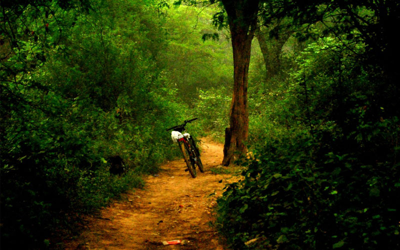     Sanjay Van – The Lush Abode of Spectres and Spirits