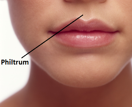 philtrum