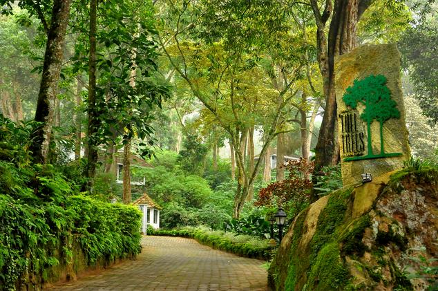 The Tall Trees, Munnar