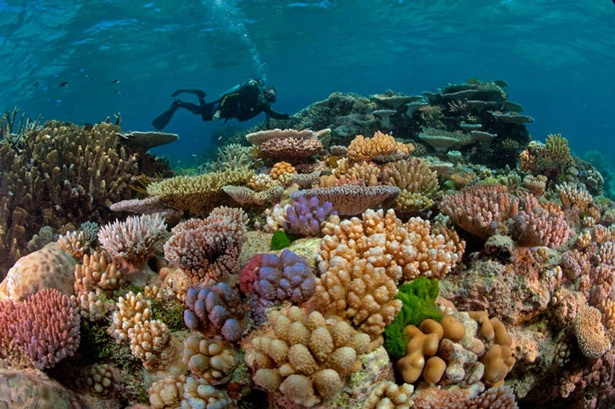 The Great Barrier Reef