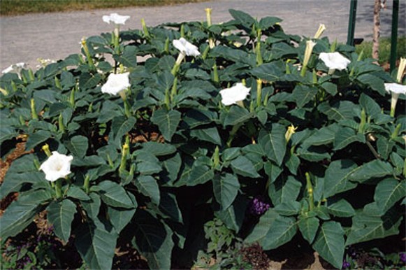 Jimsonweed