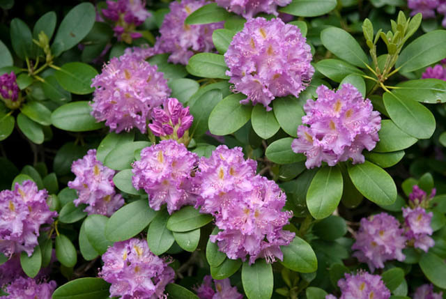 Rhododendron