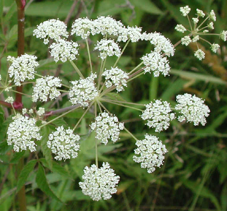 Water Hemlock