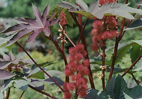 Castor Bean