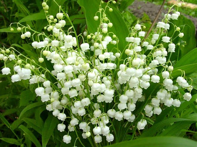 Lily of The Valley